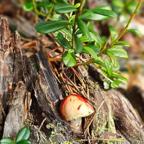 kopfüber coaching - Meine Angebote